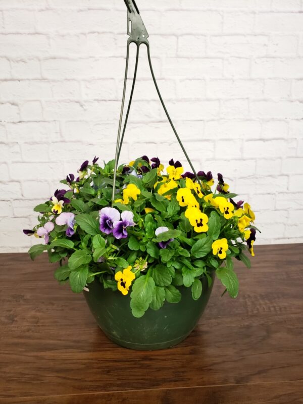Viola 10″ Hanging Basket Moscarillo's Garden Shoppe