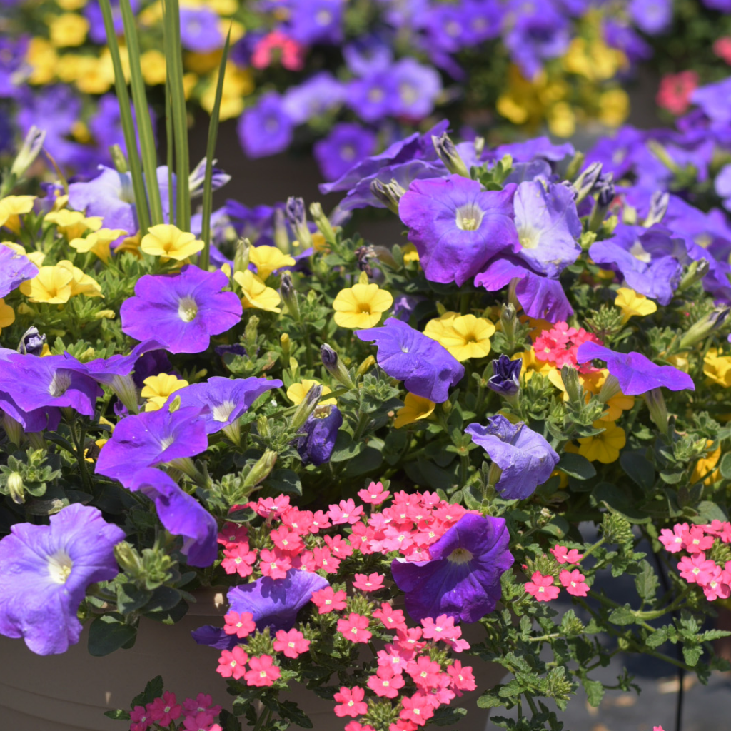 Hanging Basket Combo #21