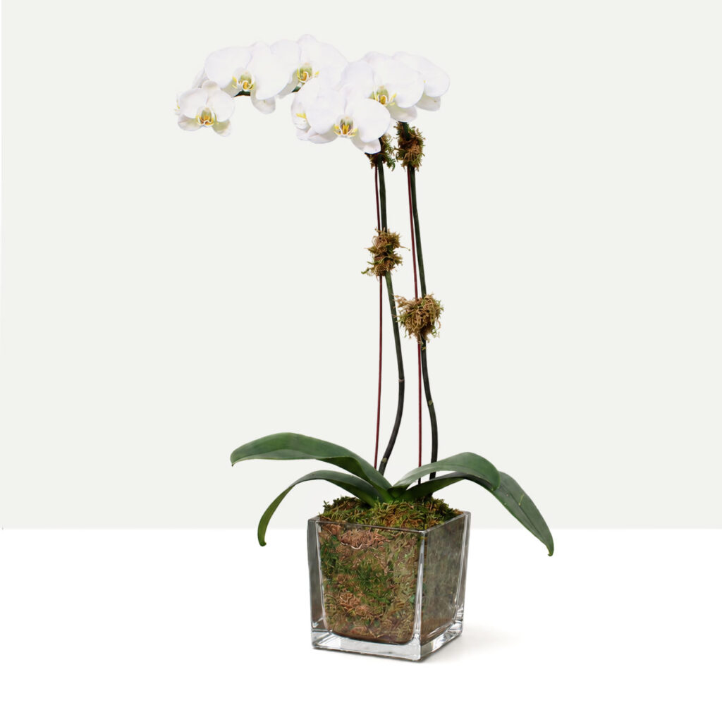 Orchid in Glass