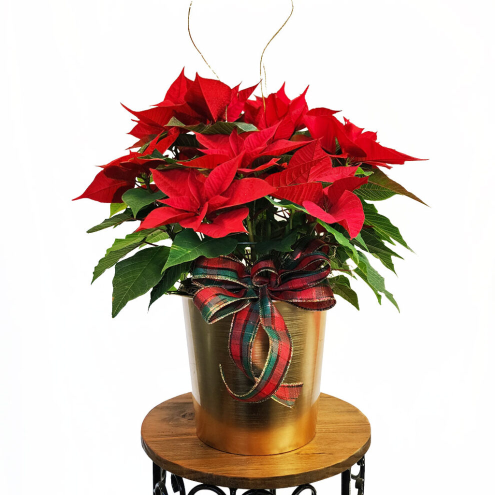 Golden glittered poinsettia