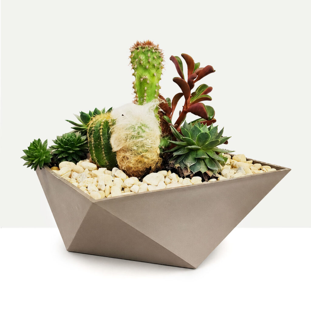 Cactus Grove
