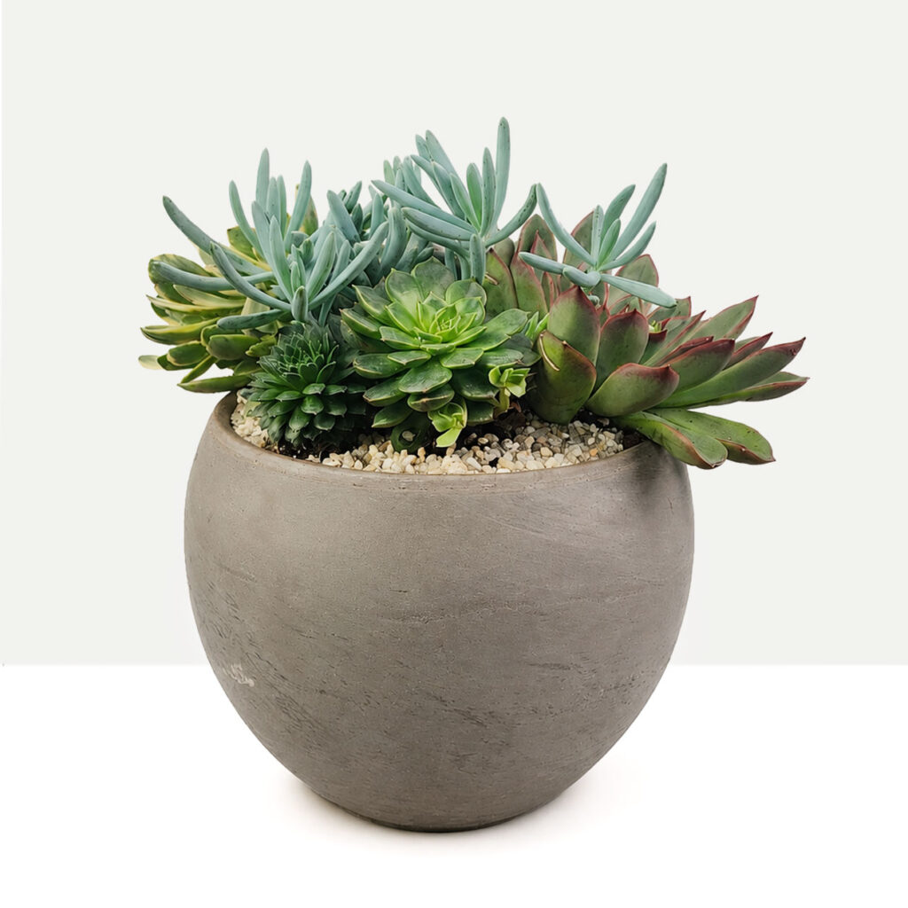 Succulent Haven