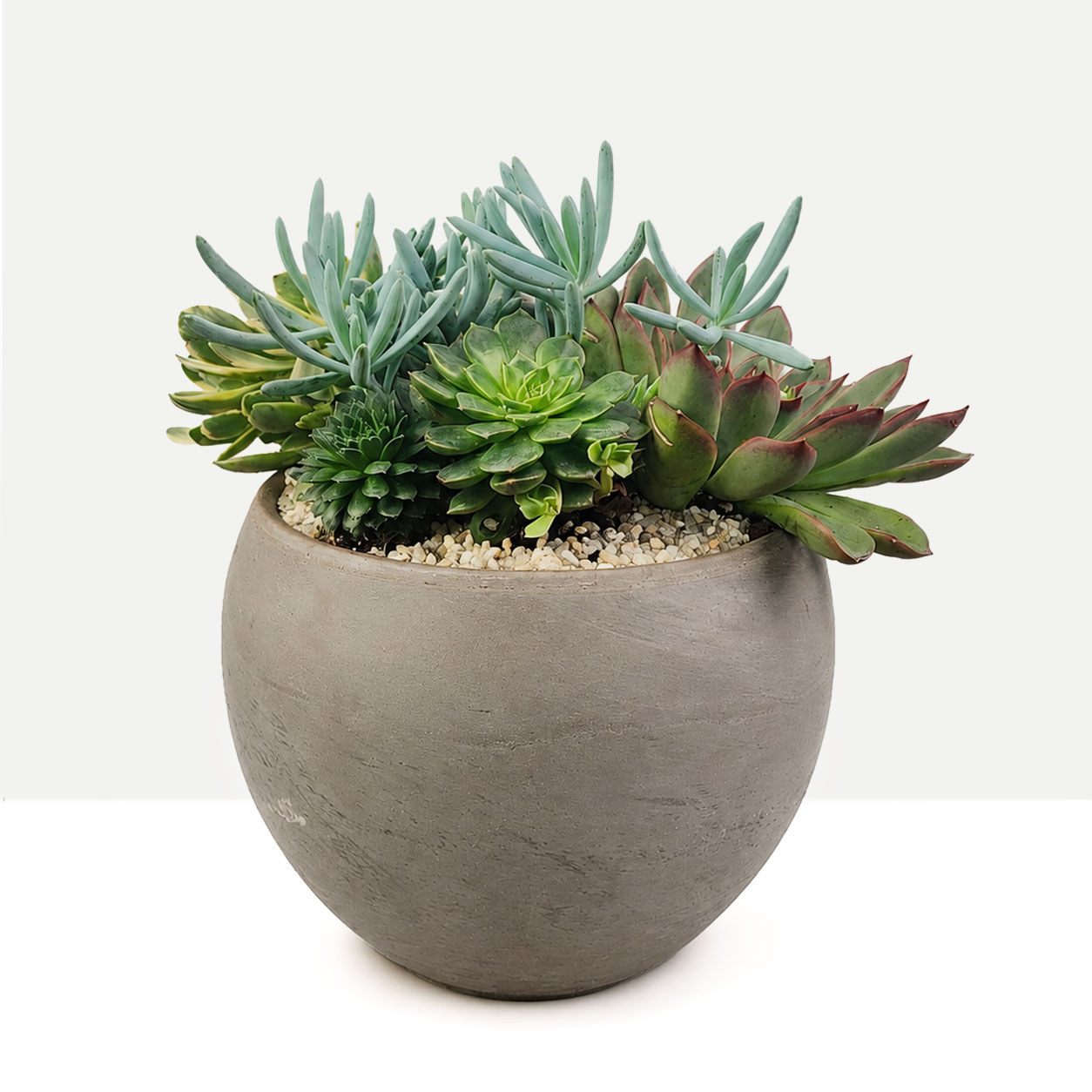 Succulent Haven