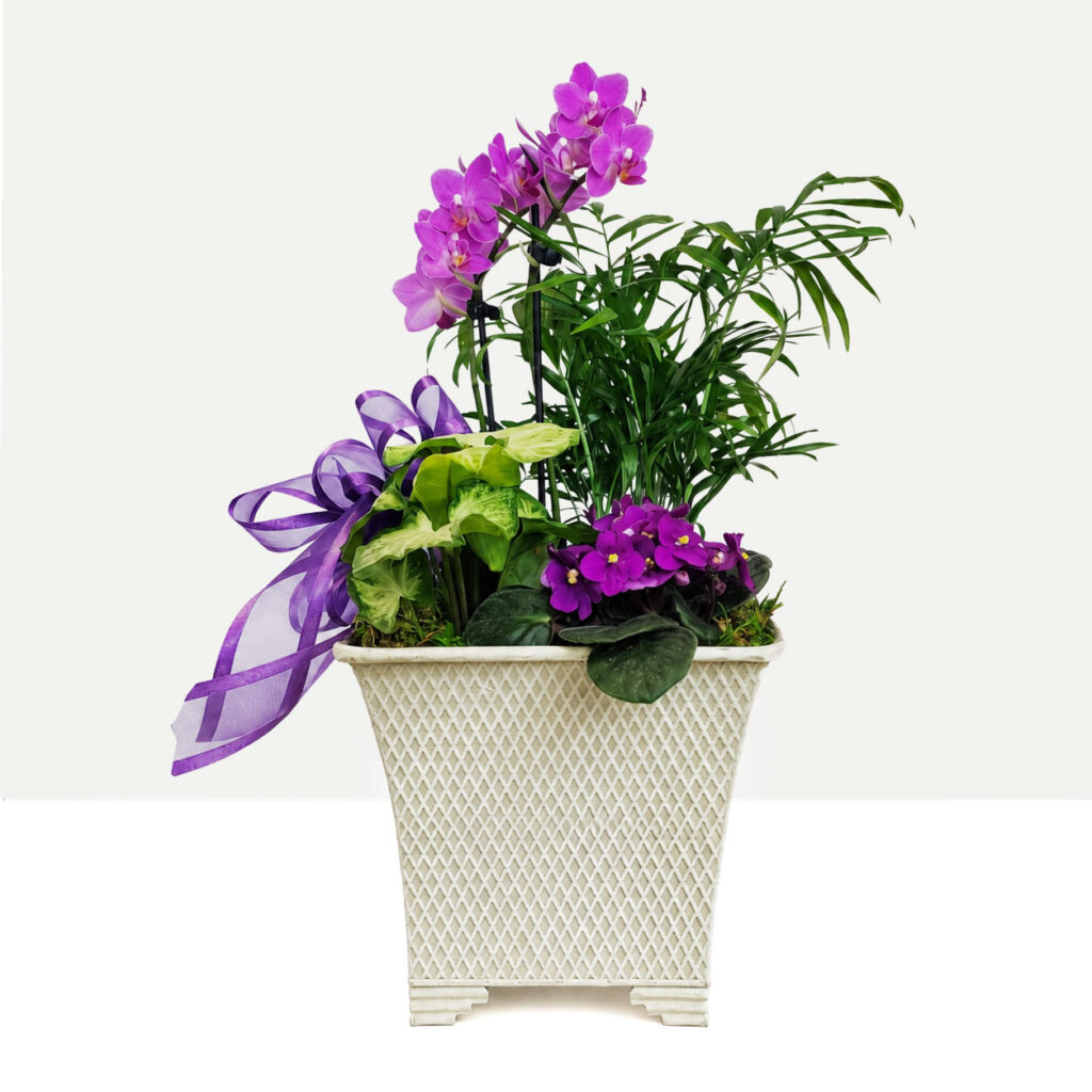 Violet Garden