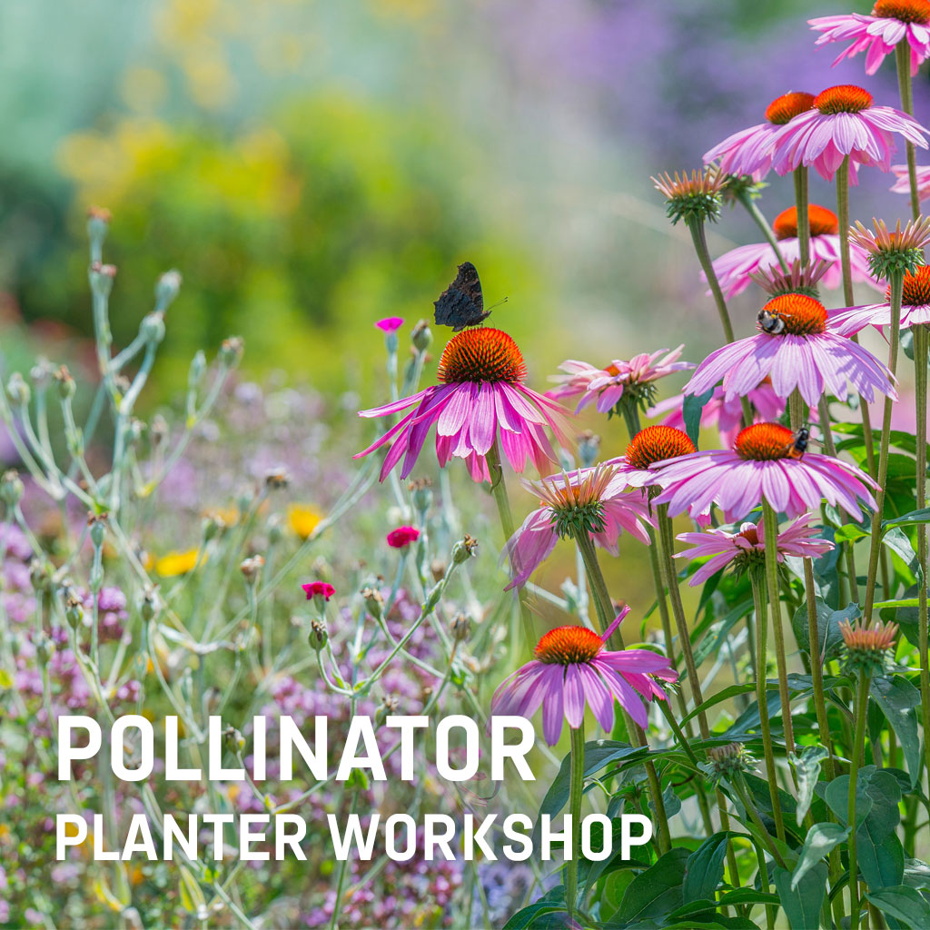 Pollinator Planter Demo + Workshop Voucher