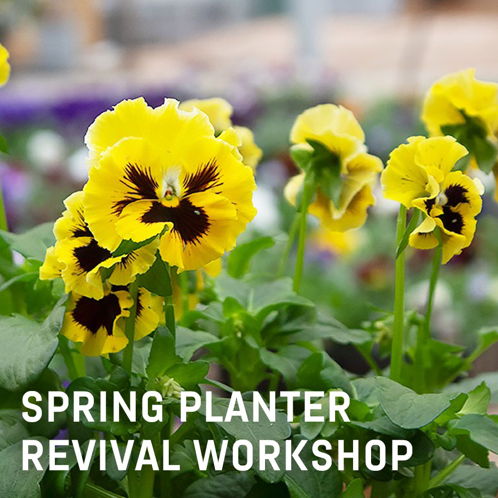 Spring Planter Demo + Workshop Voucher