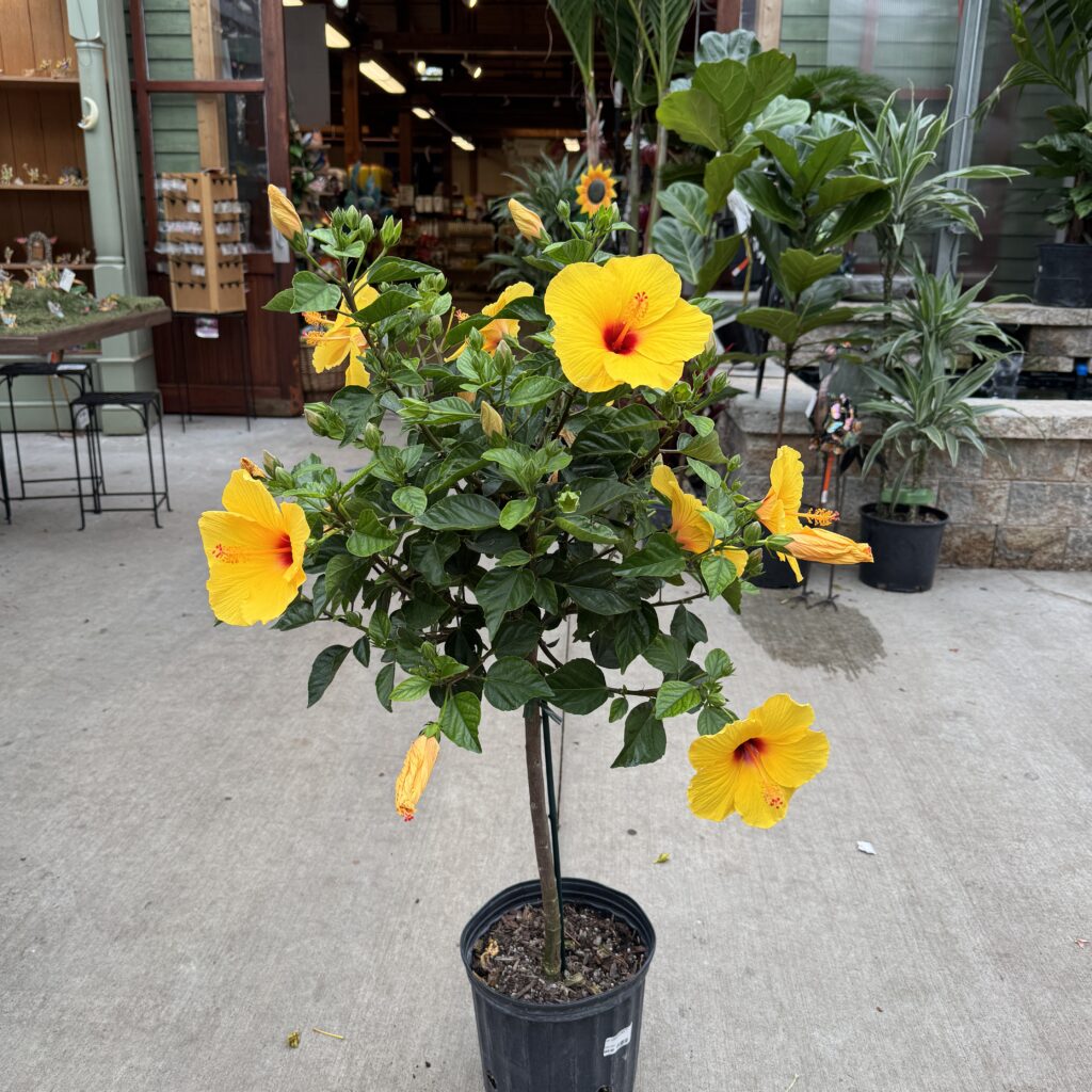 Hibiscus Tree