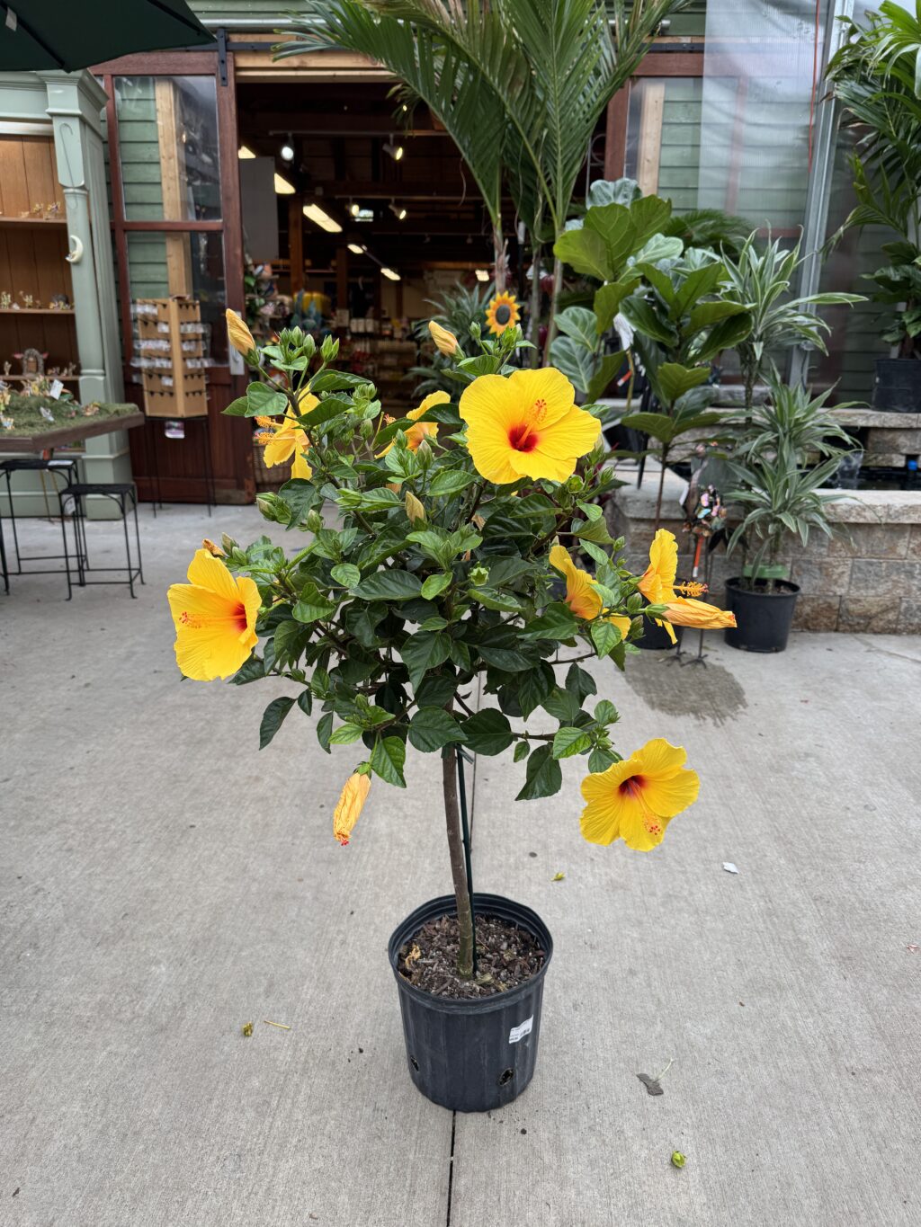 Hibiscus Tree