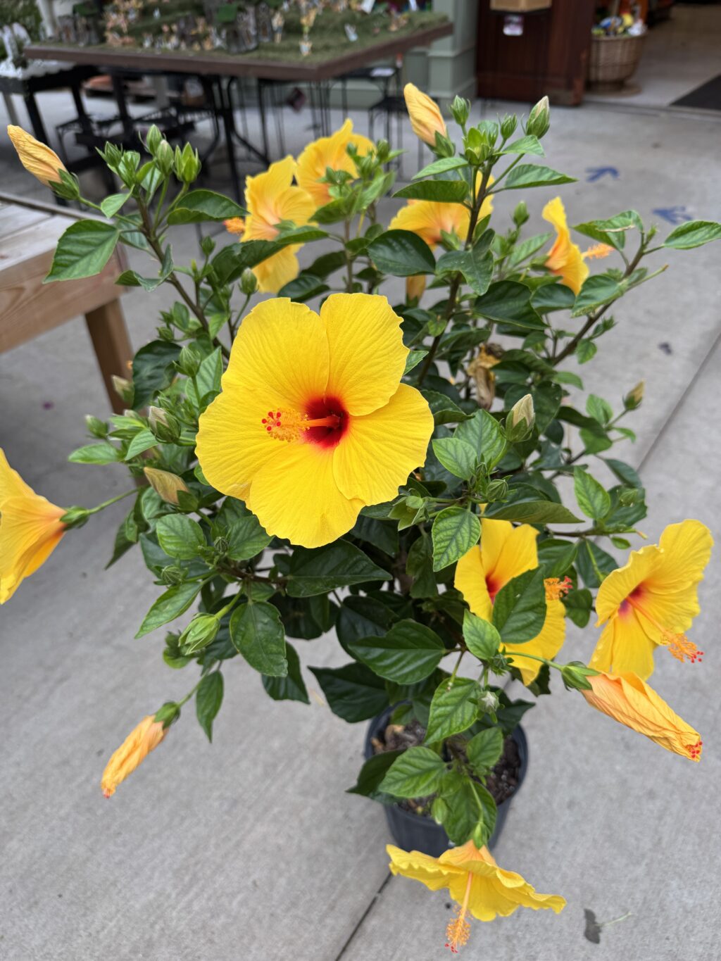 Hibiscus yellow closeup