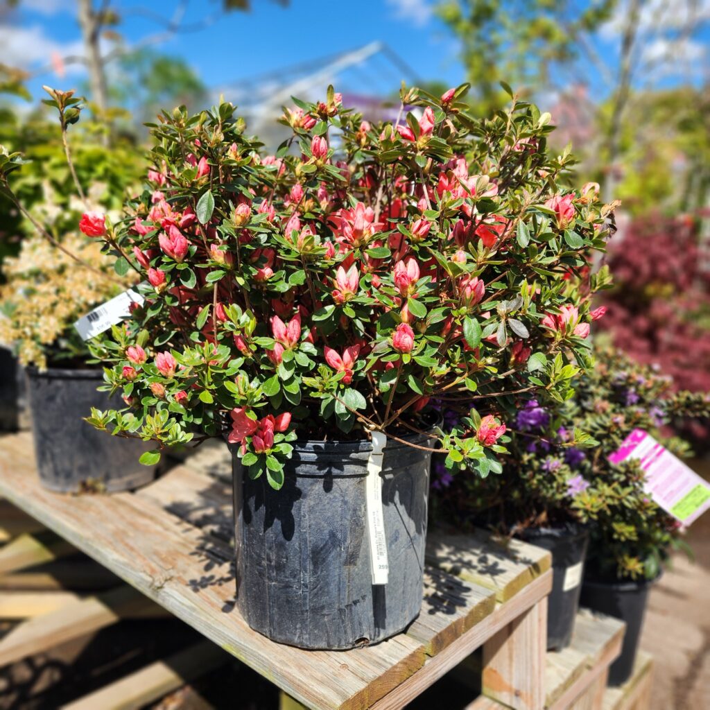 Azalea Bush - 3gallon