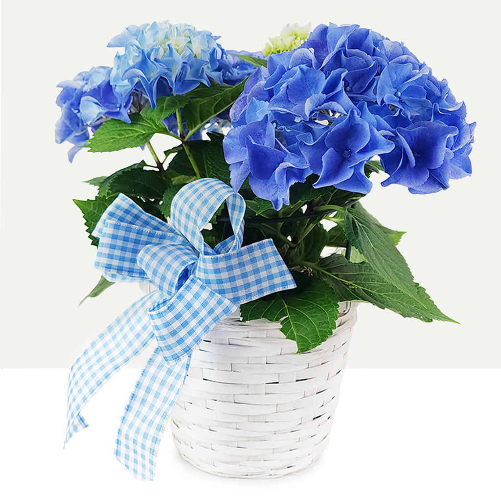 Blue Hydrangea Haven