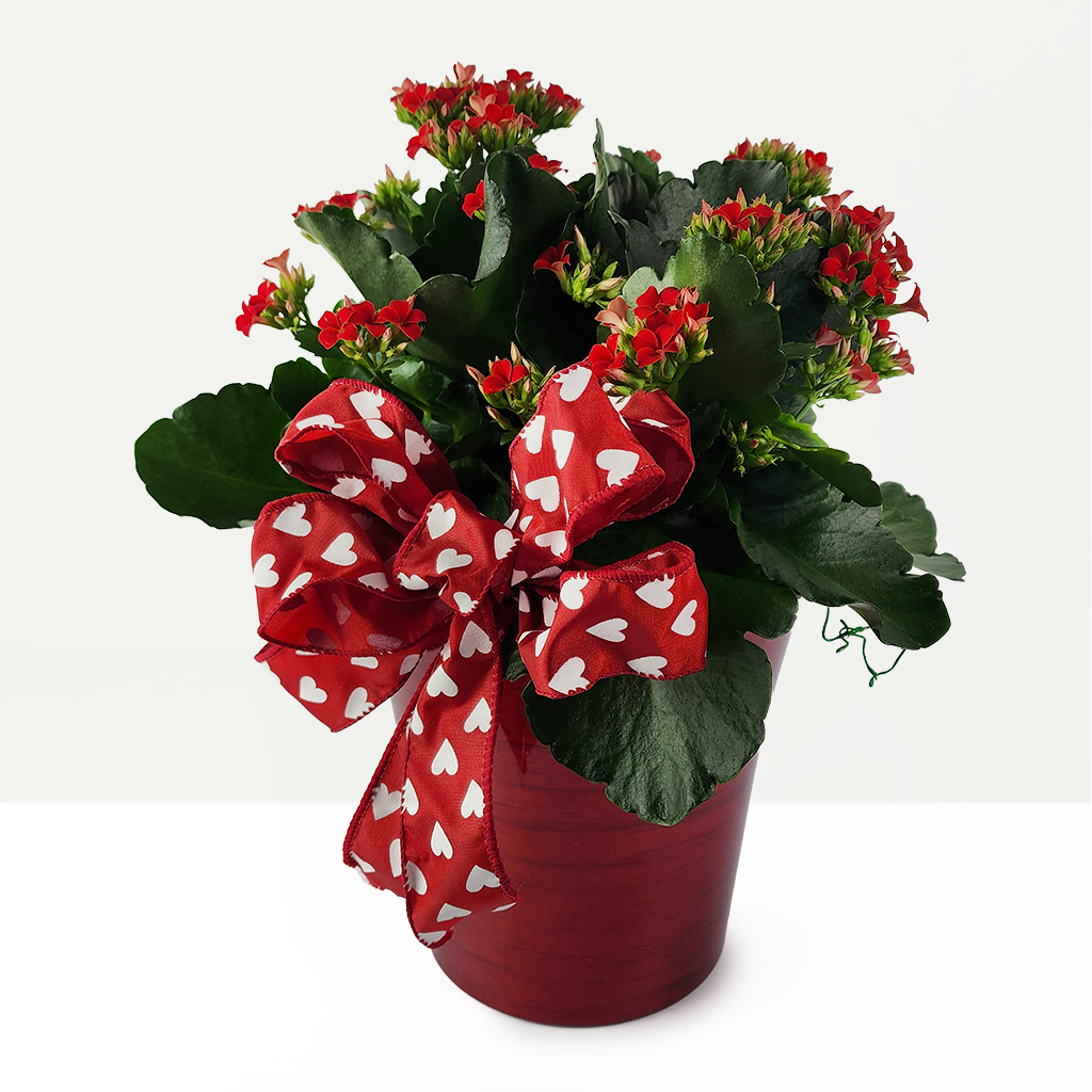 Kalanchoe Red
