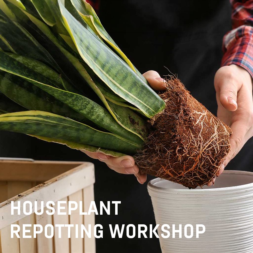 Houseplant Repotting Workshop