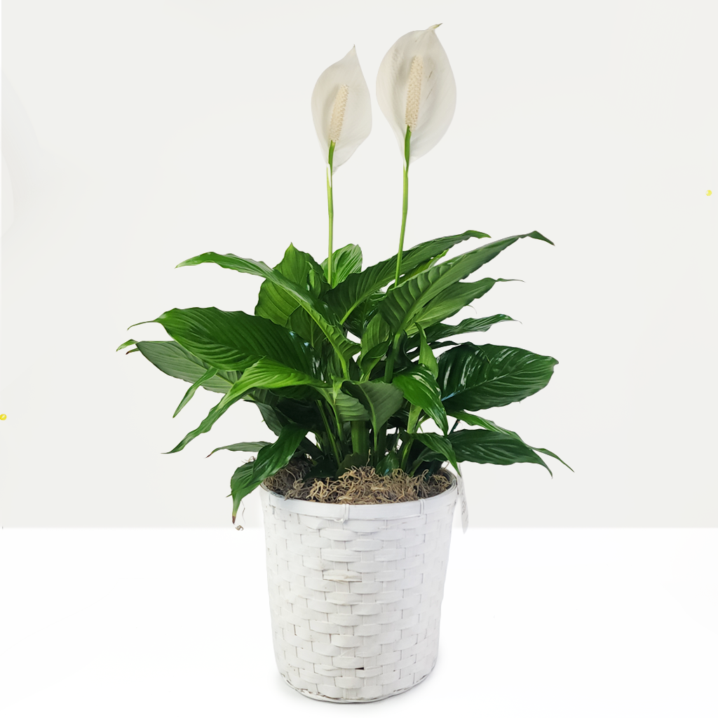 Peace Lily Basket