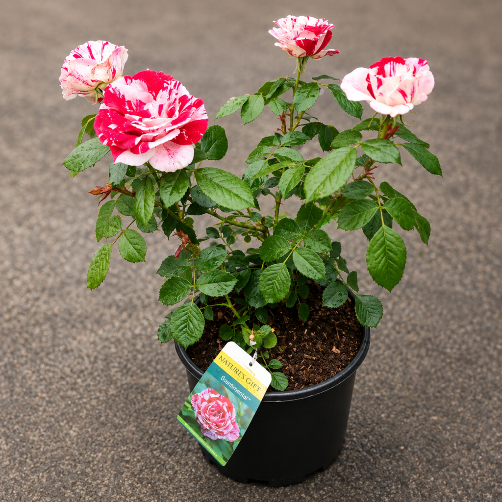 The "Scentimental" Rose