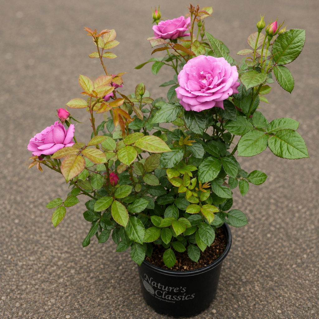 Plum Perfect Floribunda Rose