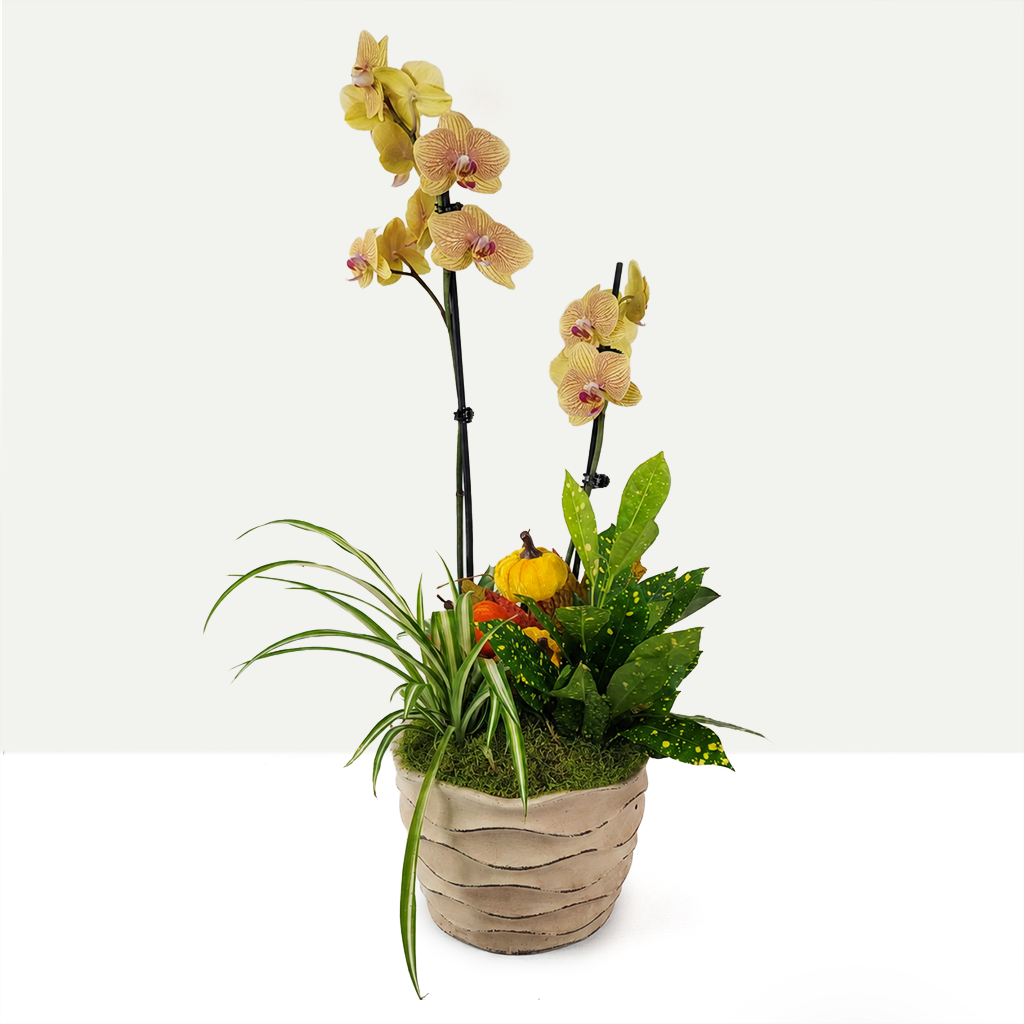 Autumn Orchid Grove
