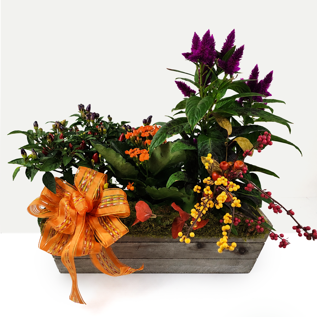Fall Firecracker